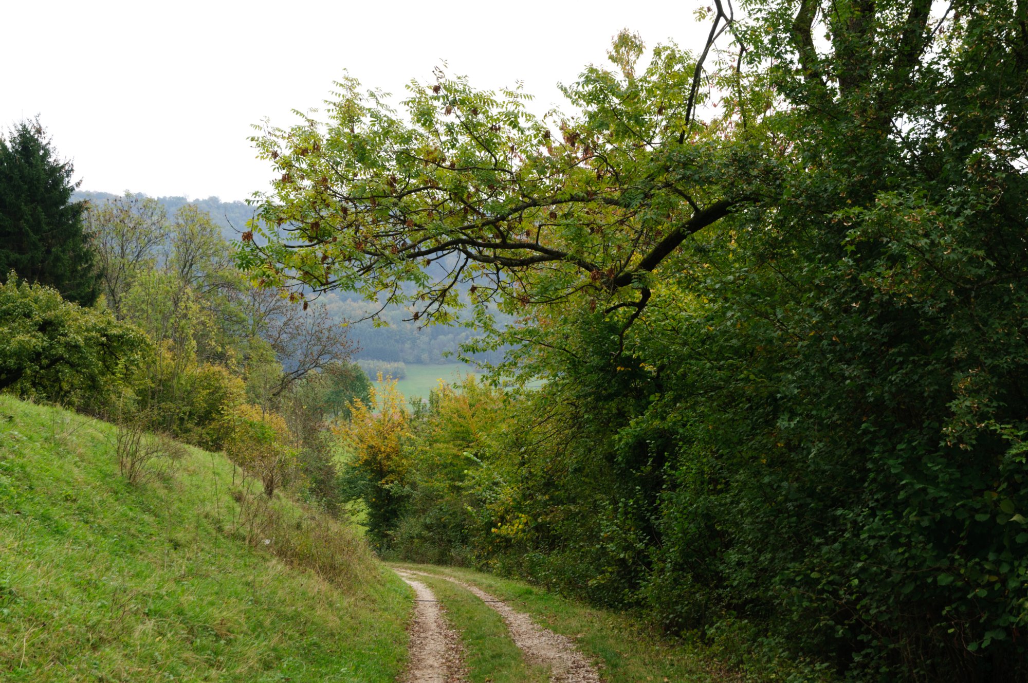 Aufstieg zum Galgenberg Aufstieg von Nenningen zum Galgenberg. Achtung: Im Ort schlechte Ausschilderung. Zunächst Richtung Faltes Feld halten!Wanderung von Nenningen über den Galgenberg zum Falten feld. Von dort über die Reiterleskapelle zurück nach Nenningen.