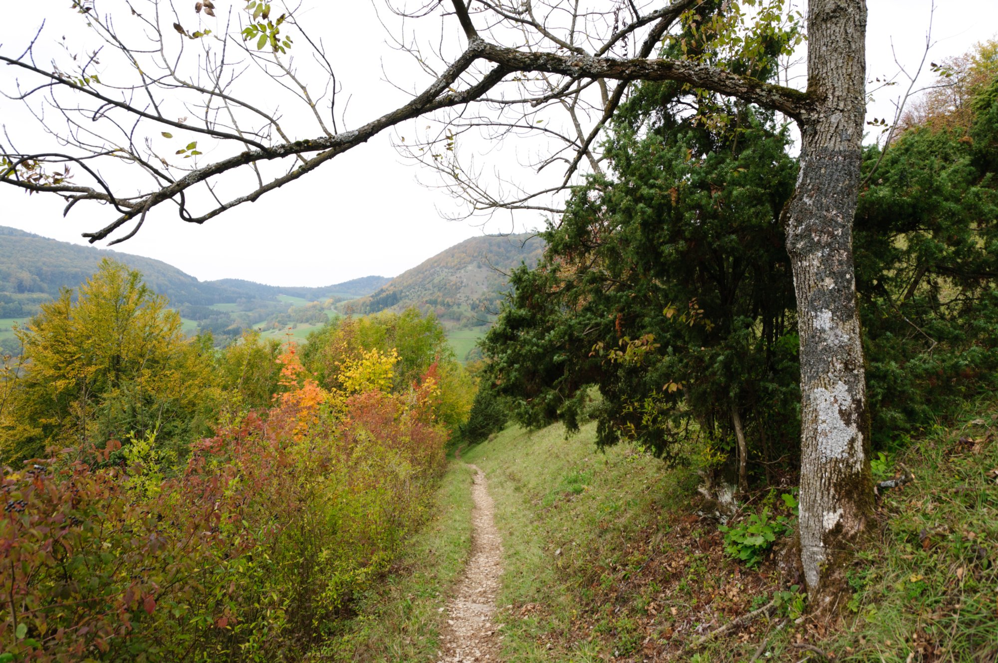 Aufstieg zum Galgenberg Aufstieg von Nenningen zum Galgenberg. Achtung: Im Ort schlechte Ausschilderung. Zunächst Richtung Faltes Feld halten!Wanderung von Nenningen über den Galgenberg zum Falten feld. Von dort über die Reiterleskapelle zurück nach Nenningen.