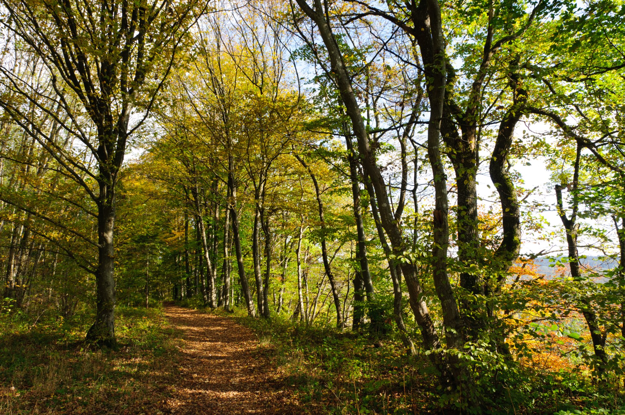 Am Albtrauf Wanderung von Nenningen über den Galgenberg zum Falten Feld. Von dort über die Reiterleskapelle zurück nach Nenningen.