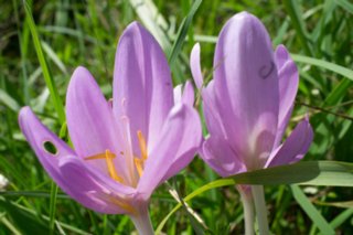 20110903_stuifen_162
