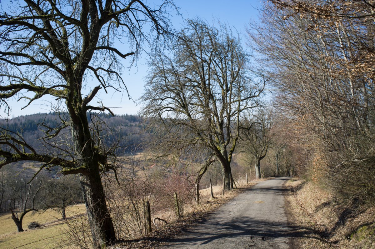 Kulturlandschaftslehrpfad Gnadental Aufstieg zum Hundsberg. Der Hundsberg macht seinem Namen alle Ehre: Ein beschwerlicher Aufstieg ist es aus dem Tal heraus, wie Sie sicher gemerkt haben. Die Räder der Fuhrwerke und die Erosion haben im unbefestigten Boden über Jahrhunderte immer tiefere Spuren hinterlassen. So entstand ein Hohlweg, ähnlich wie am Steigwäldle, wenn auch in bescheidenerem Ausmaß. Noch etwas anderes gibt es hier zu entdecken: Schauen Sie sich die Bäume am Wegesrand einmal genauer an! Sie werden zahlreiche Bäume erkennen, die keinen einzelnen geraden Stamm haben, sondern mehrere kleinere Stämme besitzen. Diese Bäume wurden früher in einer Umtriebszeit von circa 15 bis 25 Jahren „auf Stock gesetzt“, d.h. sie wurden bis auf den Stock (Baumstumpf) zurück geschnitten und haben anschließend mit mehreren Stämmen wieder ausgetrieben. Diese Waldnutzungsform nennt sich Niederwaldwirtschaft. Sie ist besonders im Bauernwald vertreten, den man früher sehr intensiv bewirtschaften musste. Denn Brennholz zum Kochen und Heizen war immer gefragt. In den herrschaftlichen Wäldern konnte man es sich dagegen erlauben, die Bäume ein halbes oder ganzes Jahrhundert wachsen zu lassen und erst dann z.B. als Bauholz zu nutzen. Quelle: http://www.naturpark-sfw.de/fileadmin/user_upload/2008-PDF/080912_Gnadental.pdf