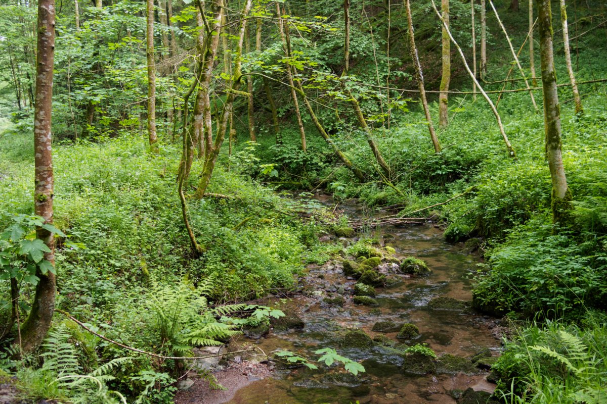 Orntal Wanderung von Maibach über das Orntal nach Schuppach und zurück über Hegenheule nach Maibach.