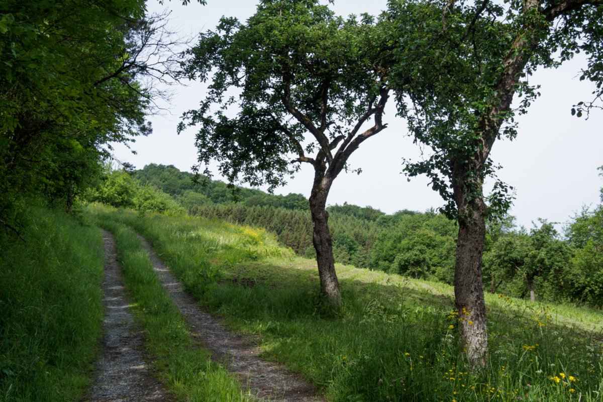 Bei Schuppach Wanderung von Maibach über das Orntal nach Schuppach und zurück über Hegenheule nach Maibach.