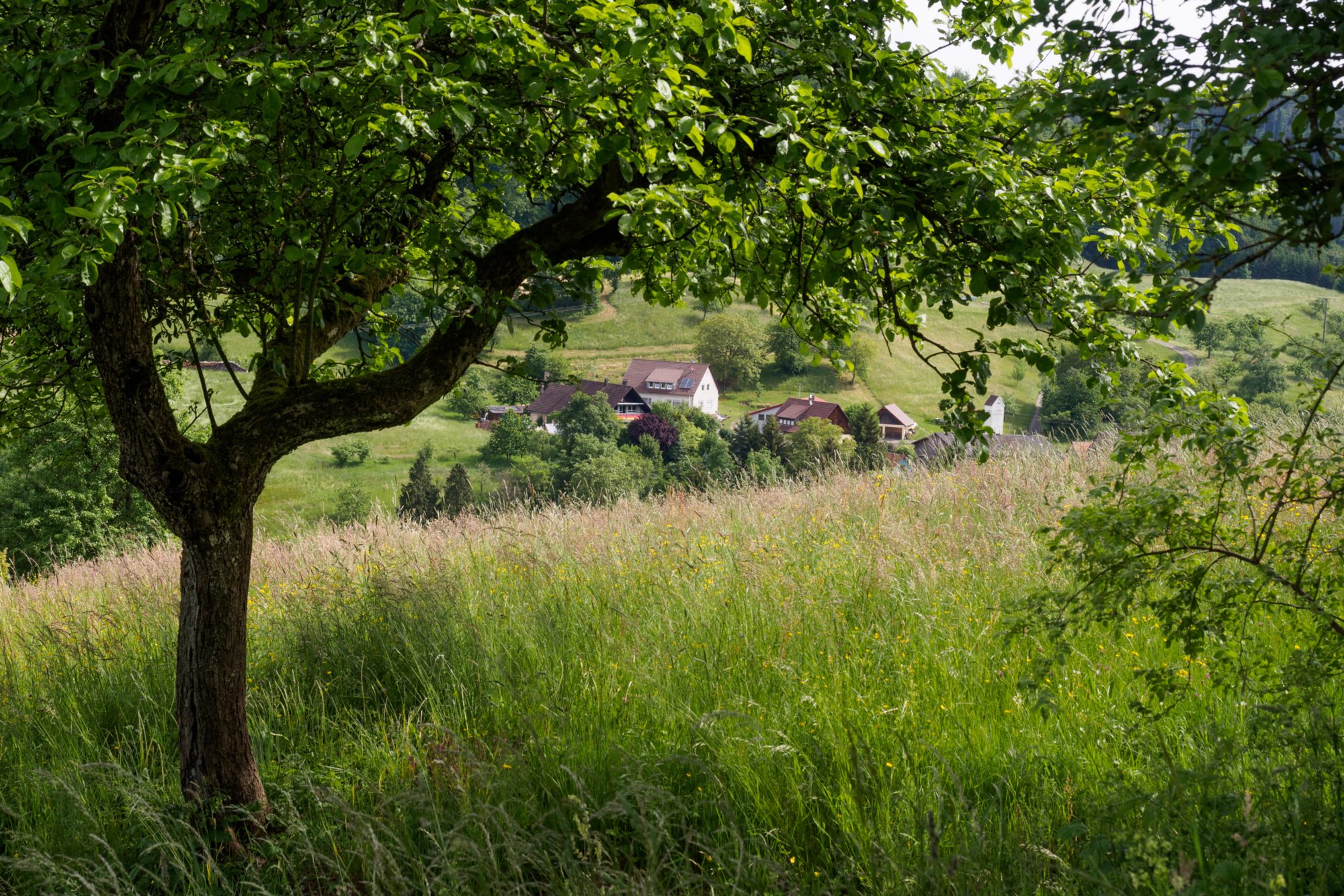 Bei Schuppach Wanderung von Maibach über das Orntal nach Schuppach und zurück über Hegenheule nach Maibach.