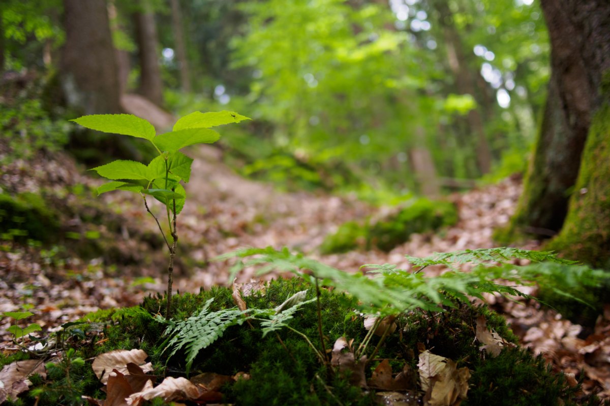 Aufstieg nach Hegenheule Wanderung von Maibach über das Orntal nach Schuppach und zurück über Hegenheule nach Maibach.