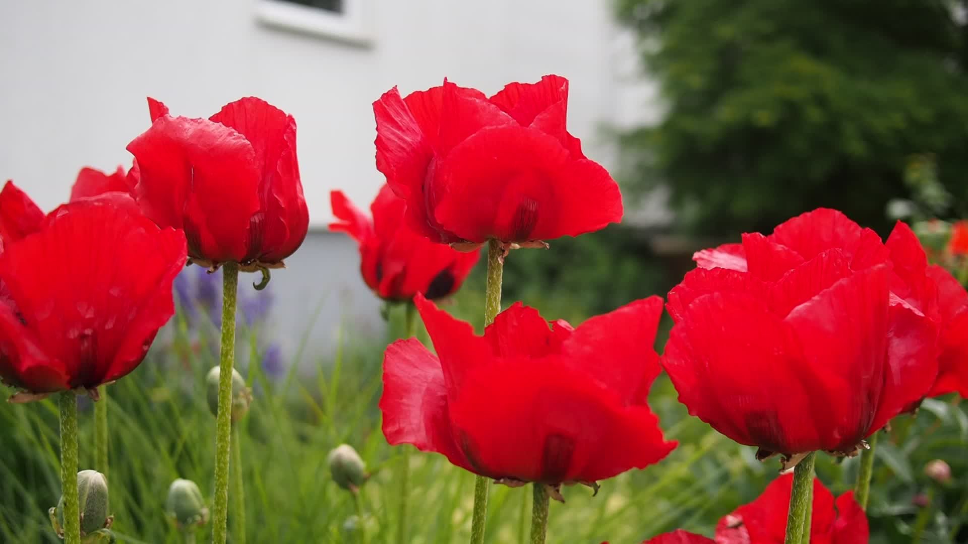 20150531_maibach-schuppach_082 