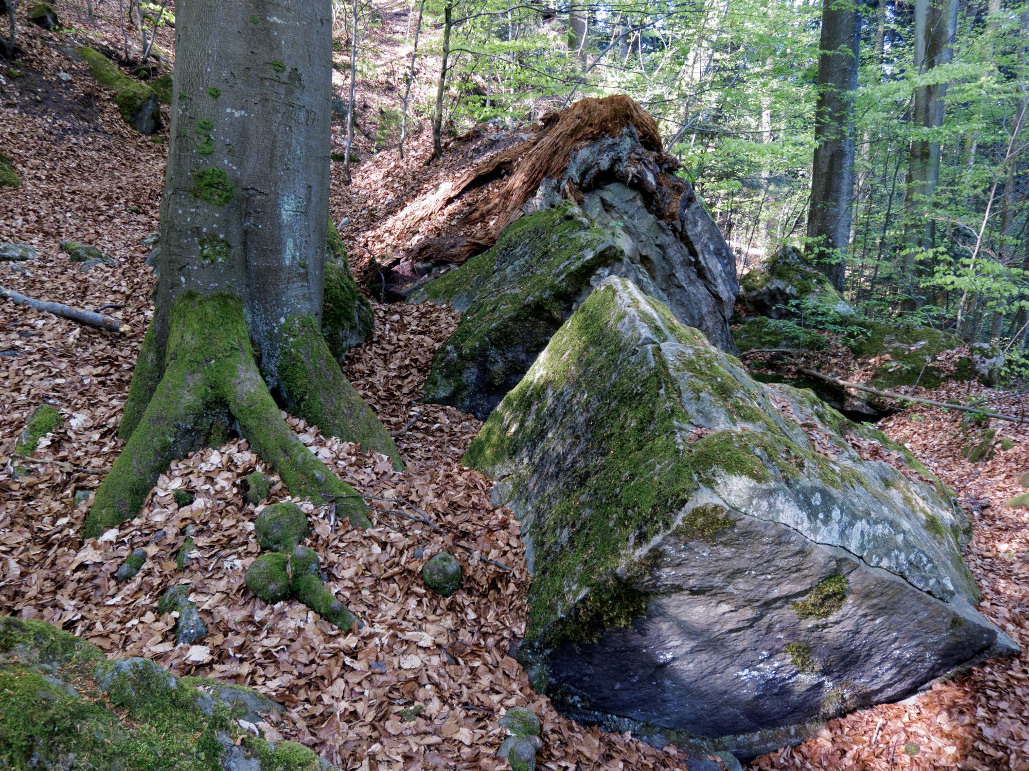 Felsenmeer bei Murrhardt Naturdenkmal Felsenmeer: ein Bergsturzgelände mit einer Halde von bis zu mehreren Kubikmetern großen Sandsteinblöcken. Wanderung vom Wanderparkplatz an der Riesbergstraße (Richtung Vorderwestermurr) zum Riesbergturm und über das Felsenmeer zurück zum Parkplatz.