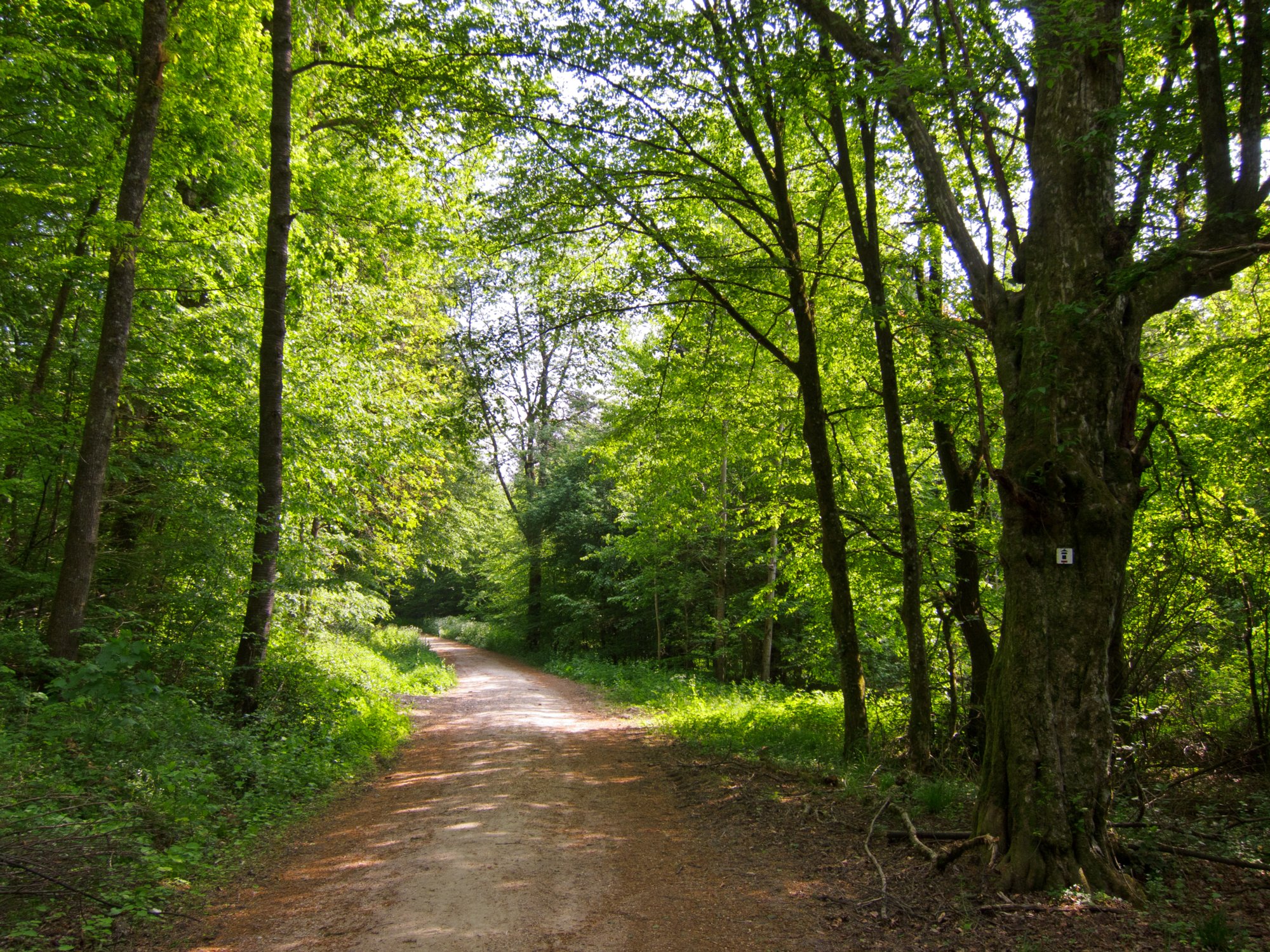 Weg vom Kloster Lorch zur Brucker Sägmühle Wanderung vom Kloster Lorch über die Brucker Sägmühle und durch die Schelmenklinge zurück zum Kloster Lorch.