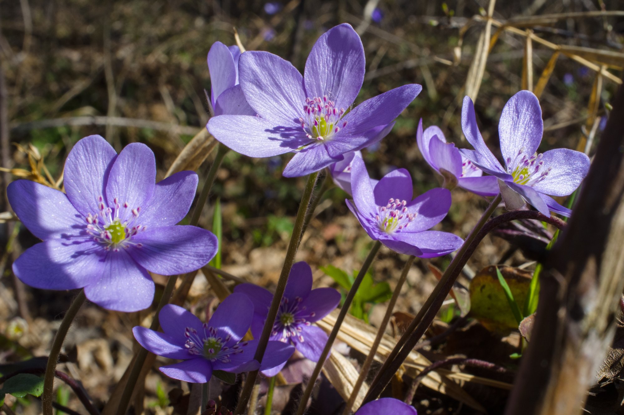 Leberblümchen Leberblümchen auf dem Schenkenbecher-Weg bei Michelbach im März.