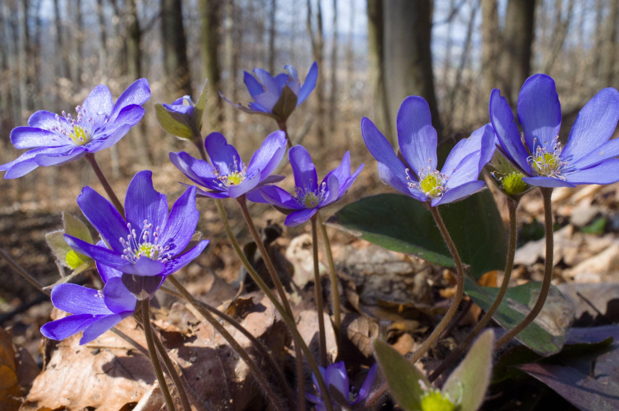 Leberblümchen Leberblümchen auf dem Schenkenbecher-Weg bei Michelbach im März.