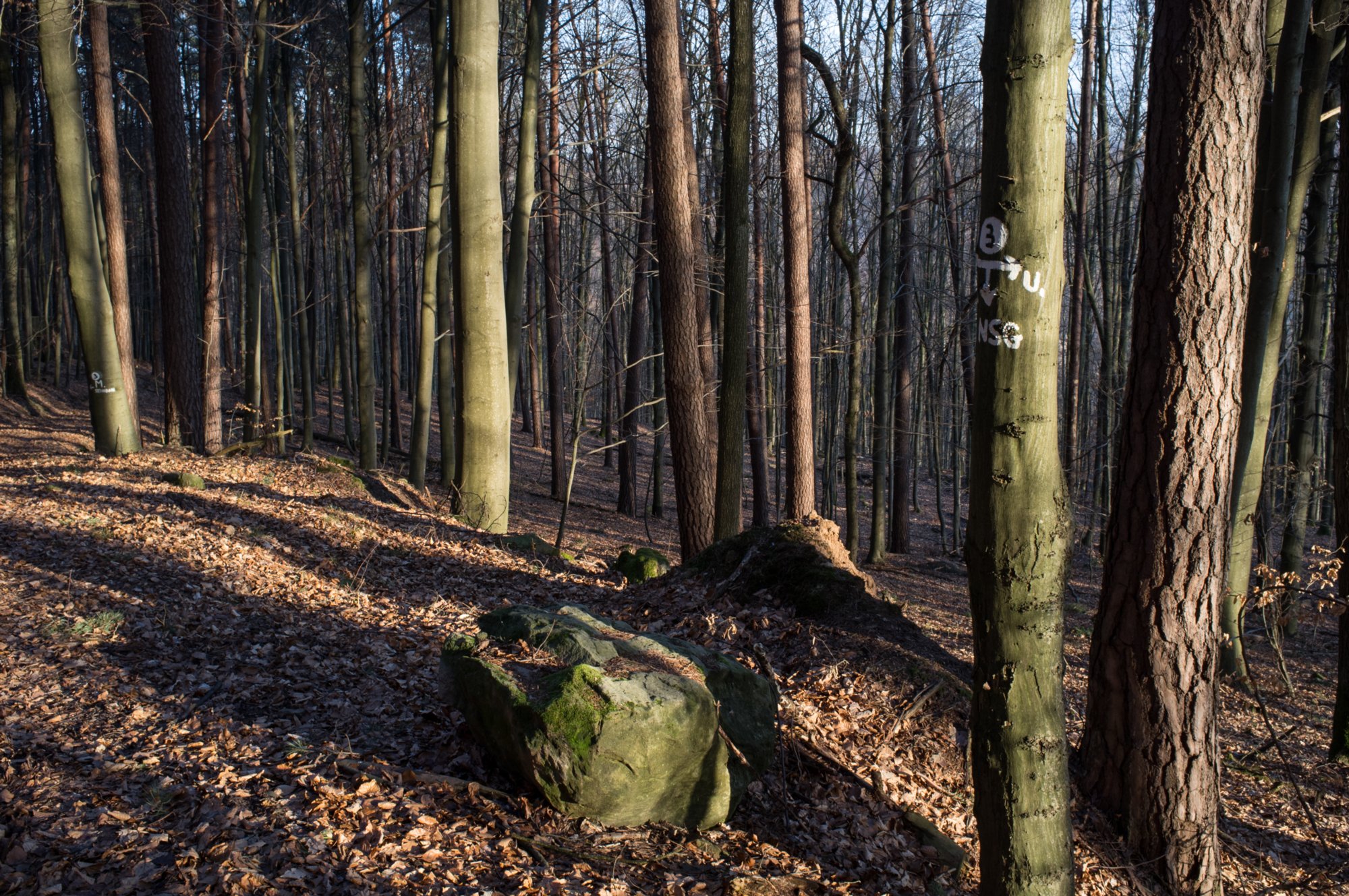 20120221_untersteinbach_057 Wanderung von Untersteinbach durchs Steinbacher Tal und auf den Wilfersberg.