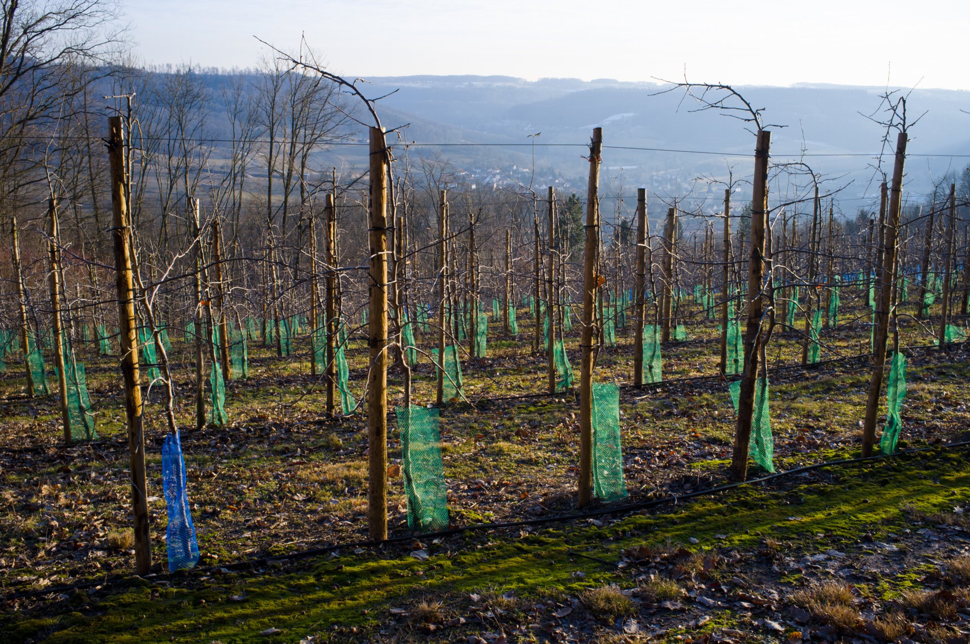 20120221_untersteinbach_058 Wanderung von Untersteinbach durchs Steinbacher Tal und auf den Wilfersberg. Oberhalb von Untersteinbach.