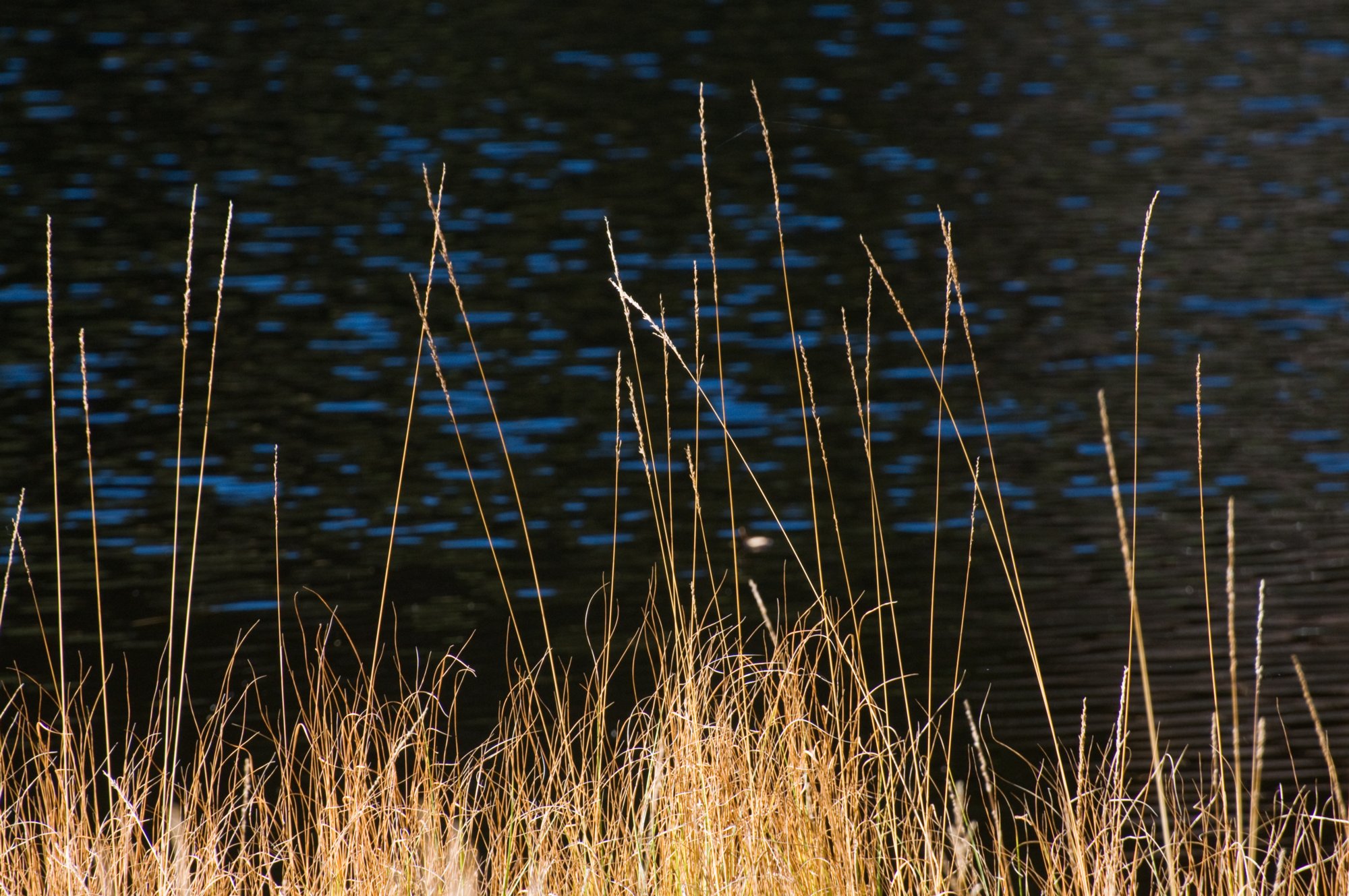 20081025_161 Herrenwieser See