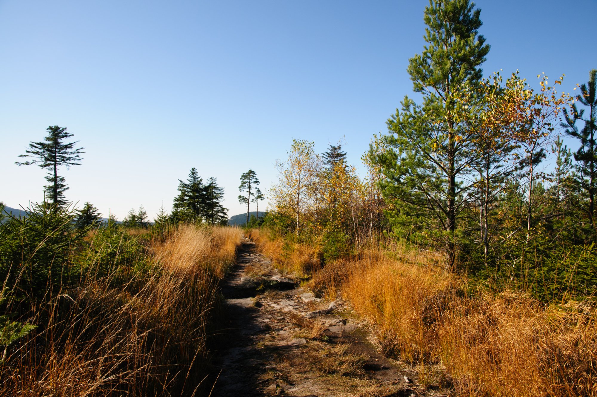 20081025_181 Weg zur Badener Höhe