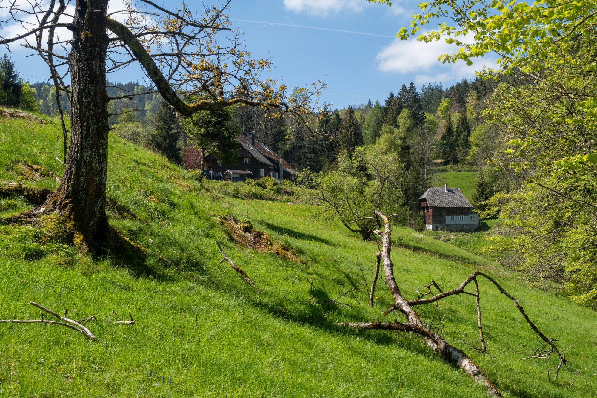 20240510_hinterzarten-himmelreich_001 