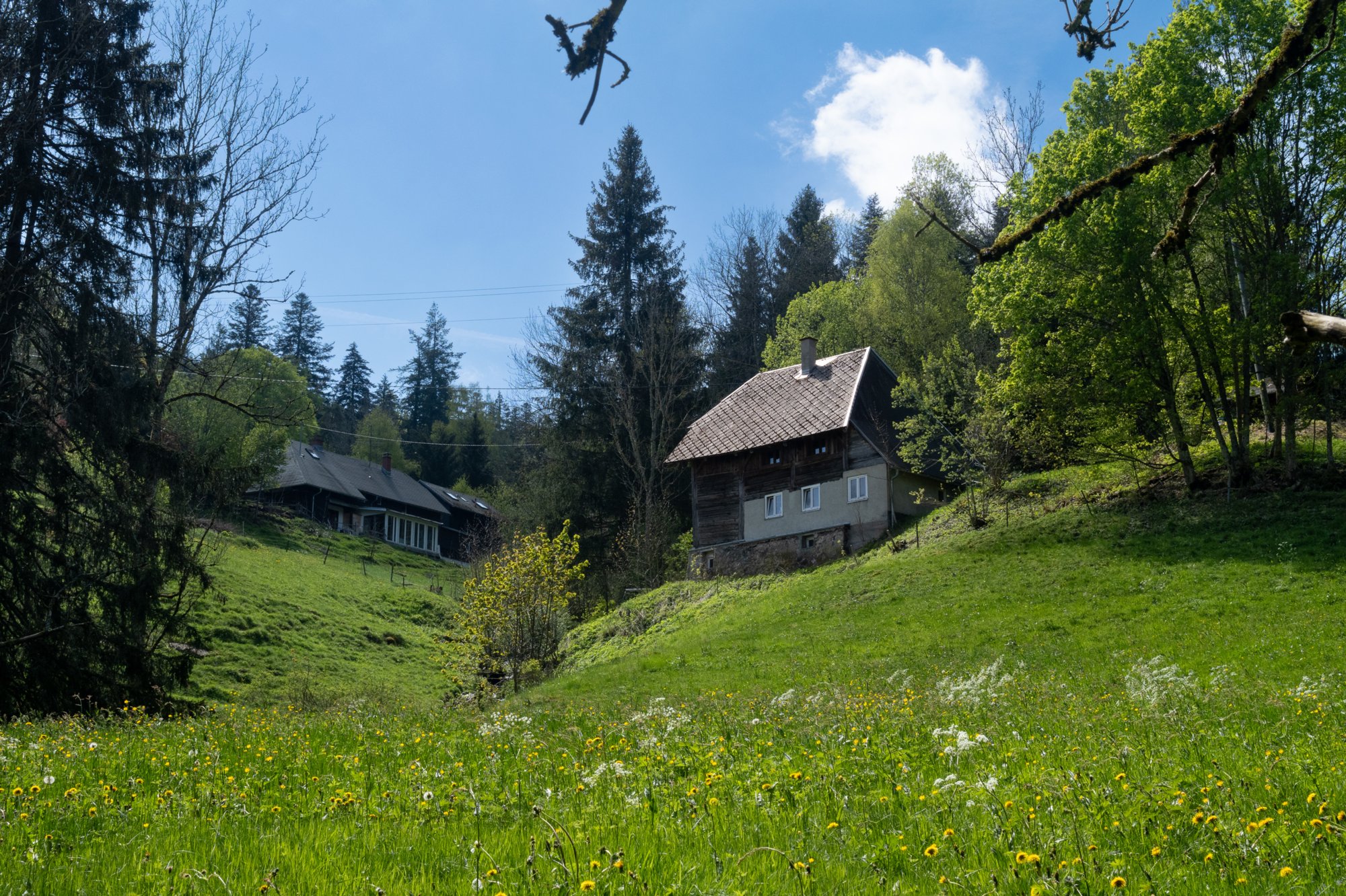 20240510_hinterzarten-himmelreich_003 
