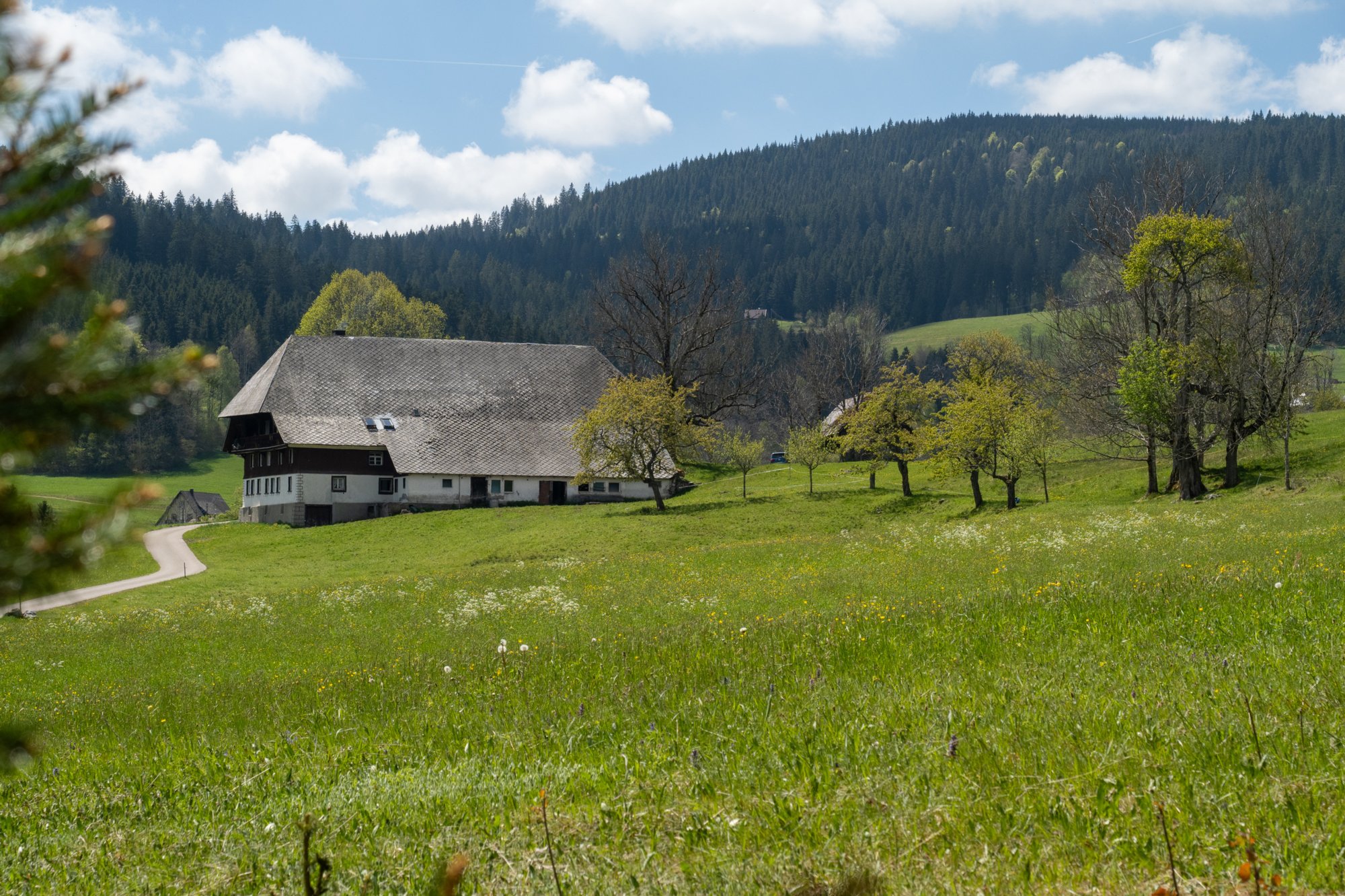 20240510_hinterzarten-himmelreich_007 