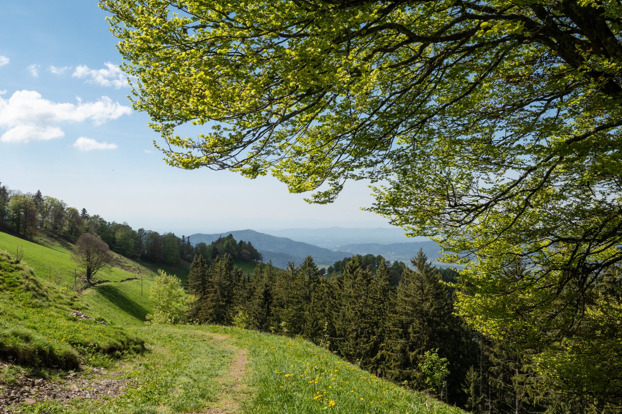 20240510_hinterzarten-himmelreich_077 