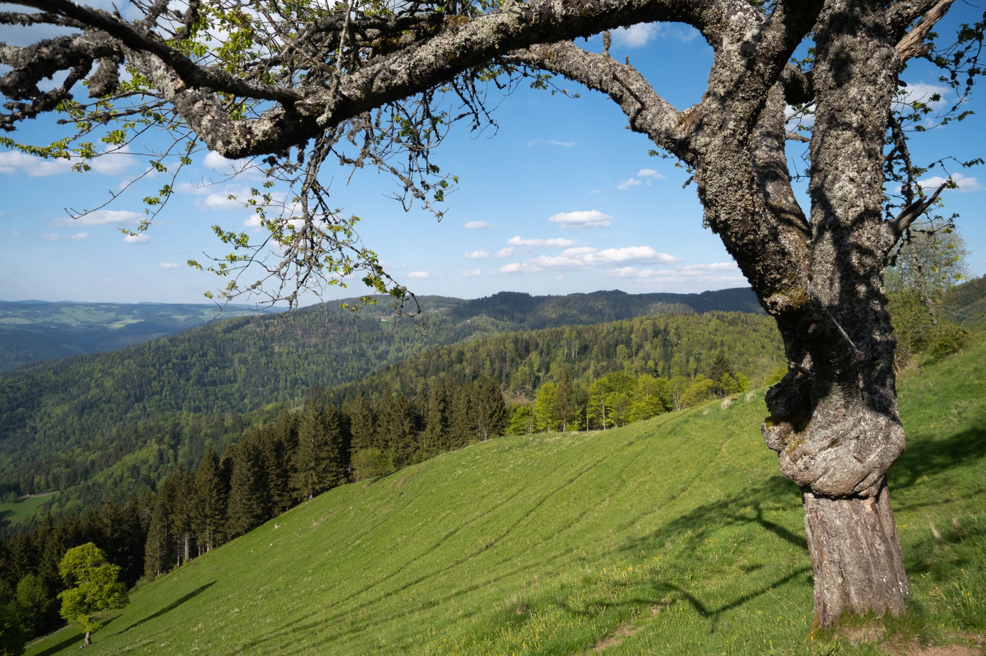 20240510_hinterzarten-himmelreich_204_edit 