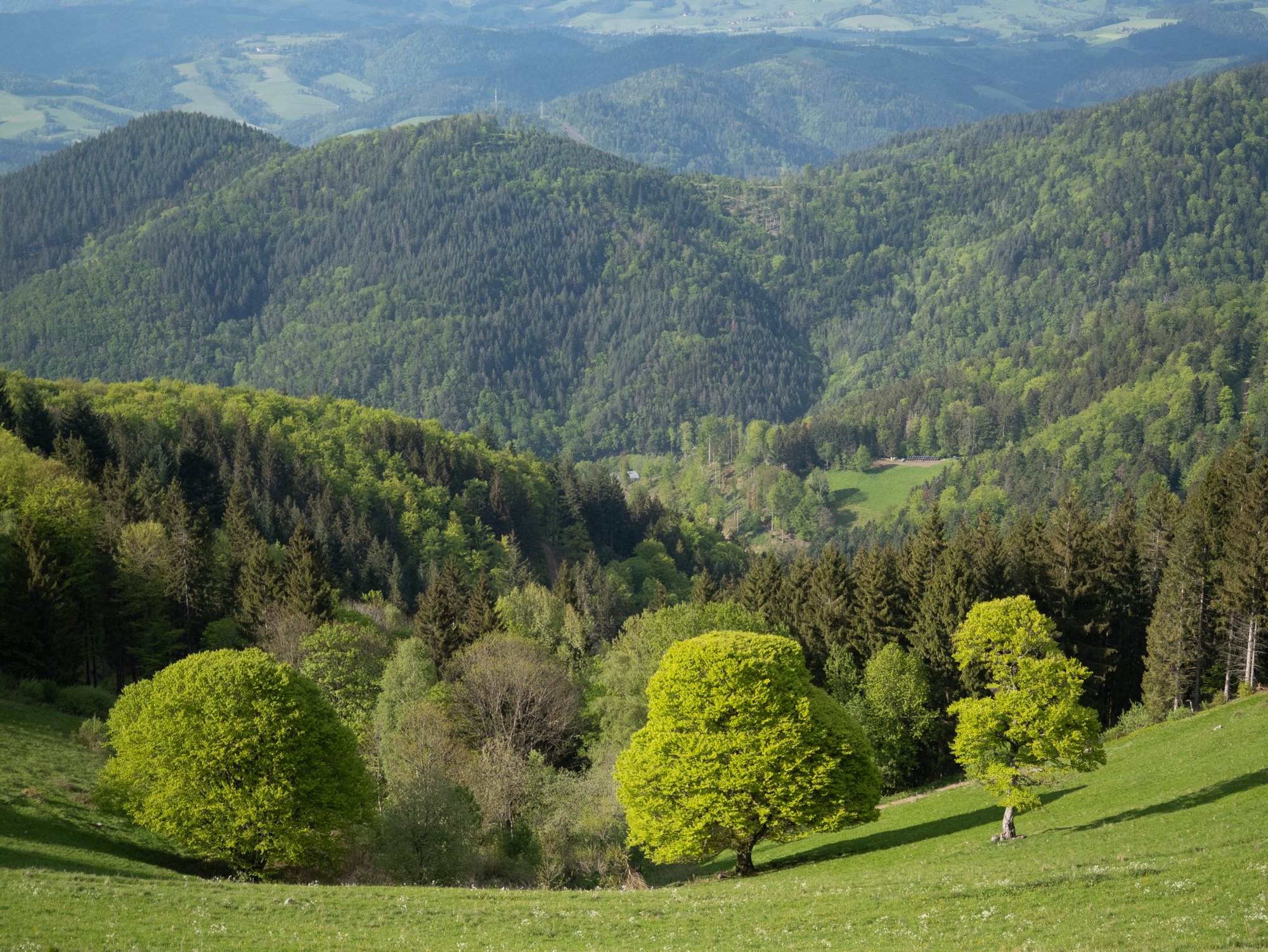 20240510_hinterzarten-himmelreich_205 