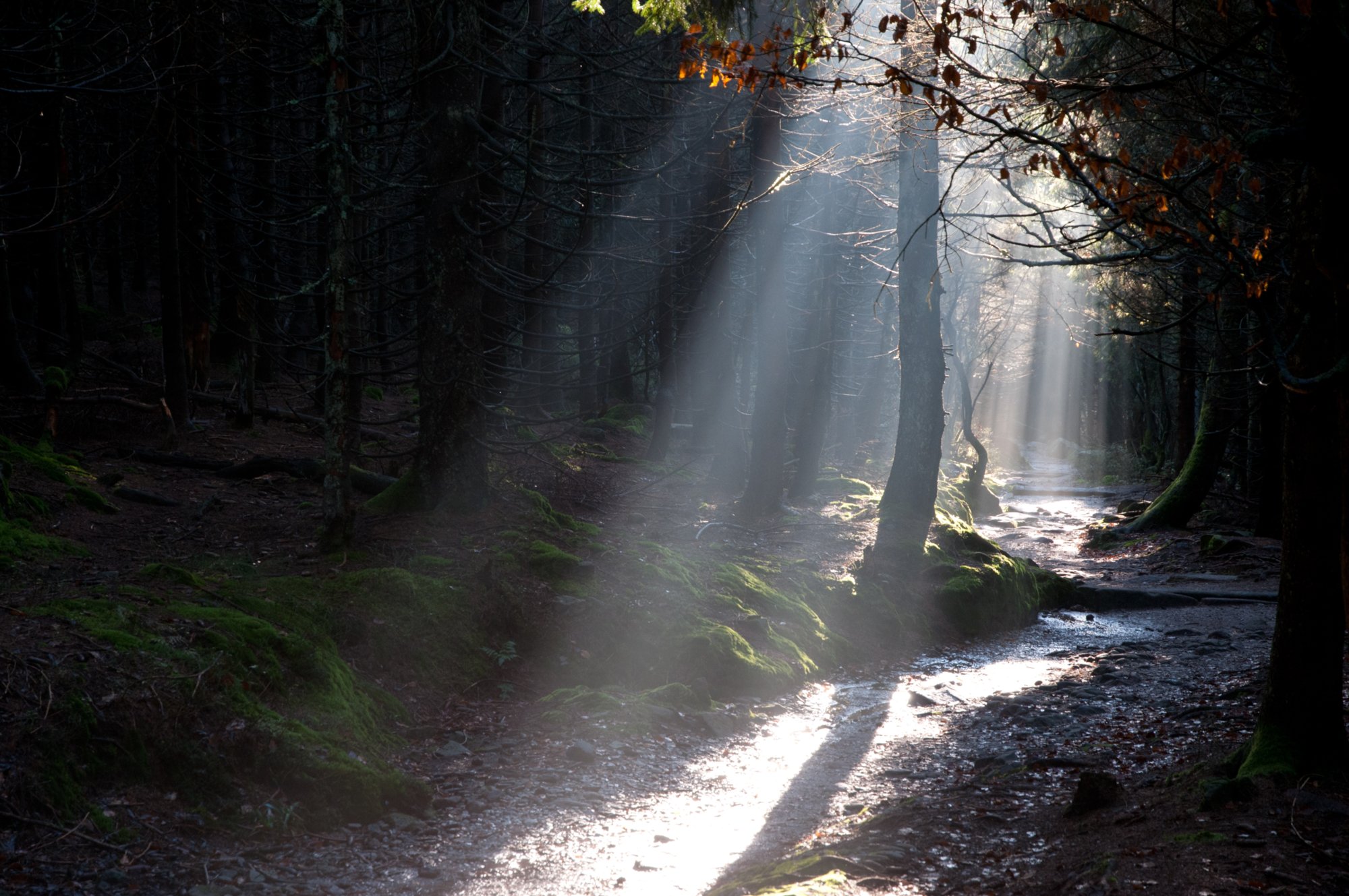 20081024_063 Hornisgrinde