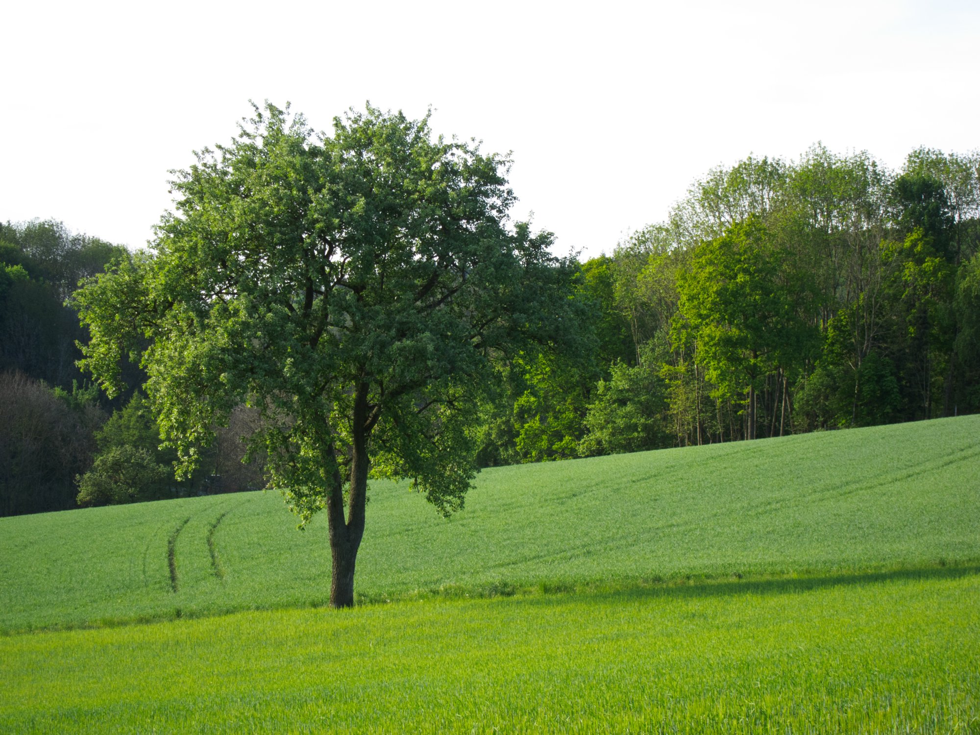 Auf dem Weg von Standorf nach Creglingen Auf dem Weg von Standorf nach Creglingen. Wanderung von Creglingen zur Herrgottskirche und von dort zur Ulrichskapelle in Standorf. Zurück über den Jüdischen Friedhof nach Creglingen.